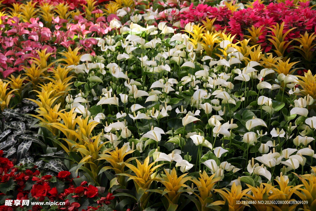 多彩花卉组成的绚丽图案