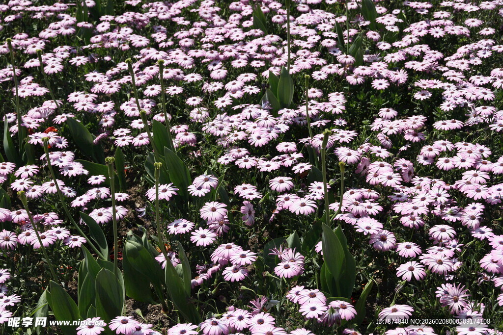 粉色小花铺满地面