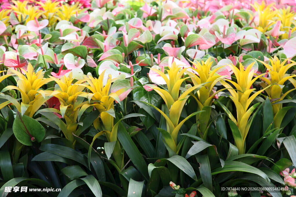 多彩花卉绽放生机