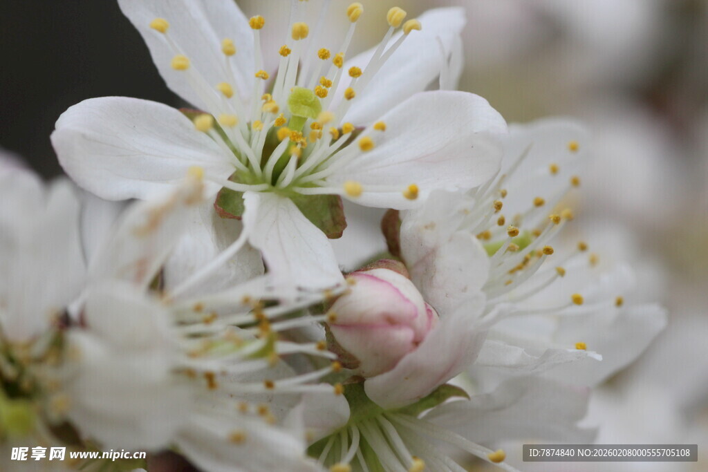 绽放的白色花朵