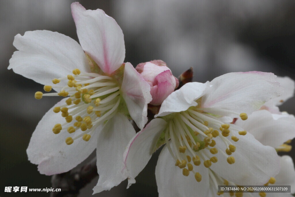 娇艳绽放的白色花卉