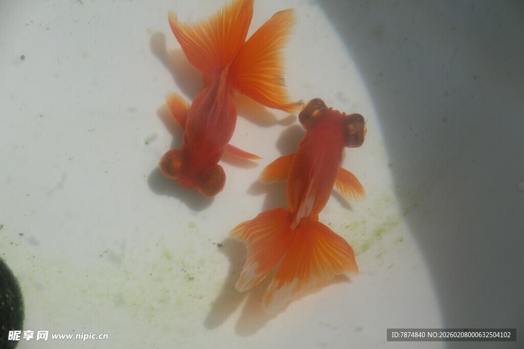 两条橙红色金鱼在水中