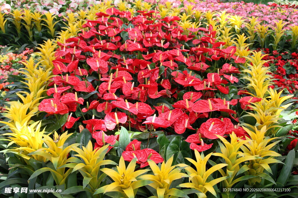 多彩花卉组成的美丽图案