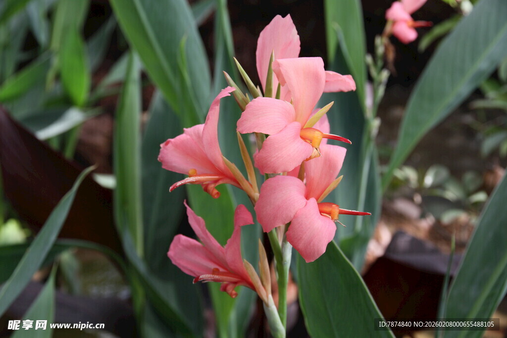 娇艳粉色美人蕉花朵绽放