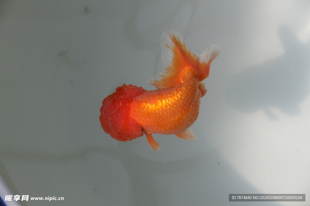 橙红色金鱼特写