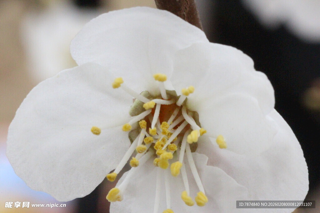 白梅绽放特写