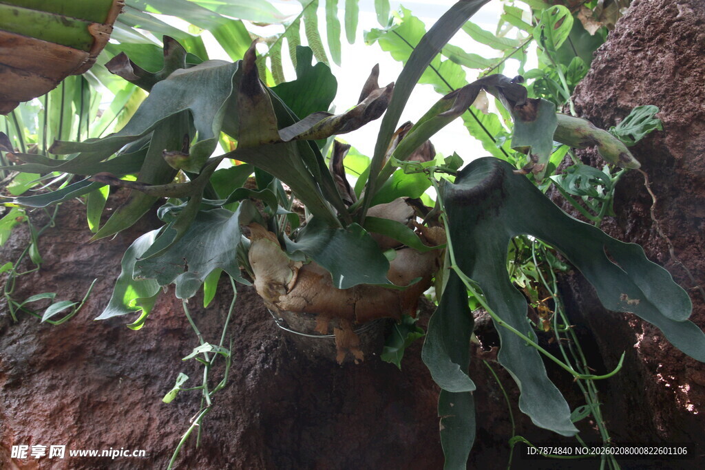 悬挂绿植盆栽展示