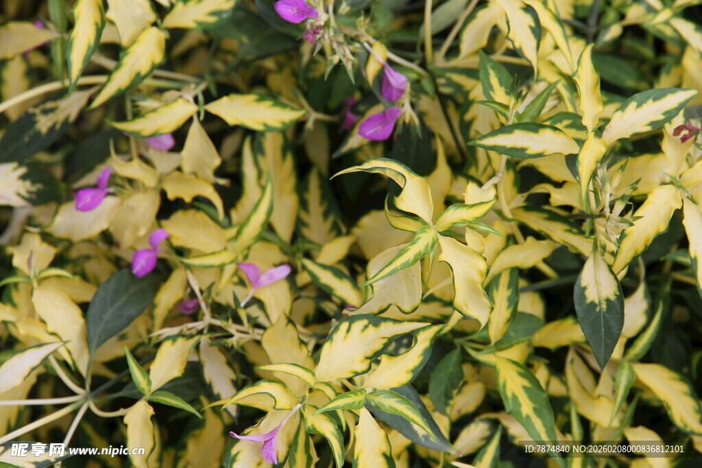 金叶植物中的紫色小花