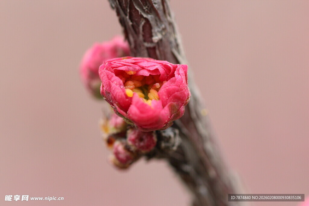 含苞待放的娇艳红梅