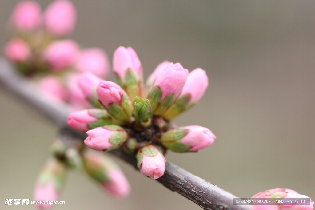 枝头粉嫩春花初绽