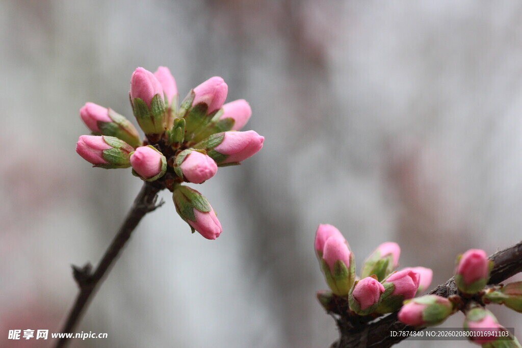 枝头粉嫩花蕾初绽
