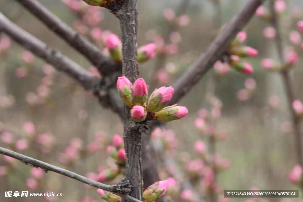 枝头粉嫩花苞初绽