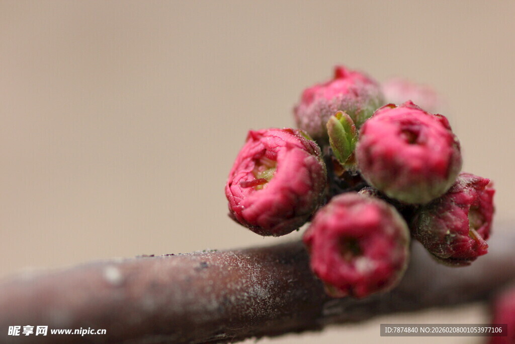 枝头粉嫩花苞初绽