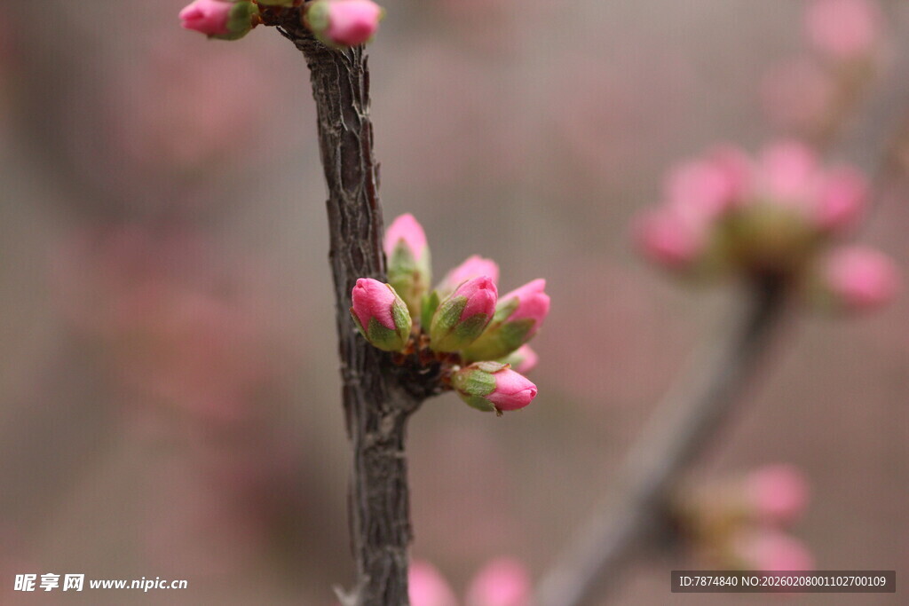 枝头粉嫩花苞初绽