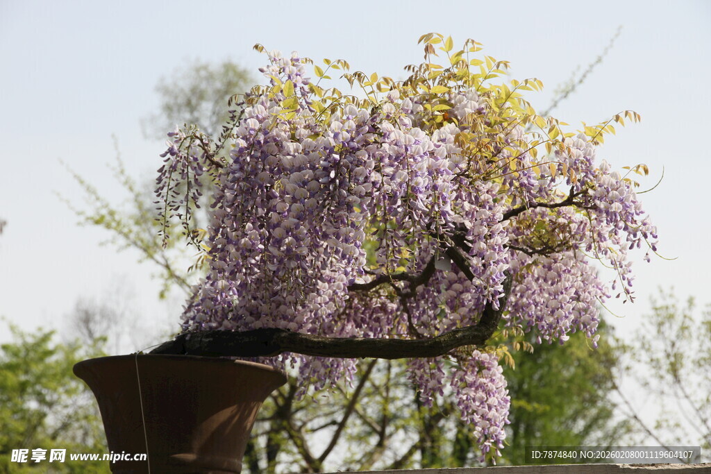 垂挂的紫花藤蔓美景