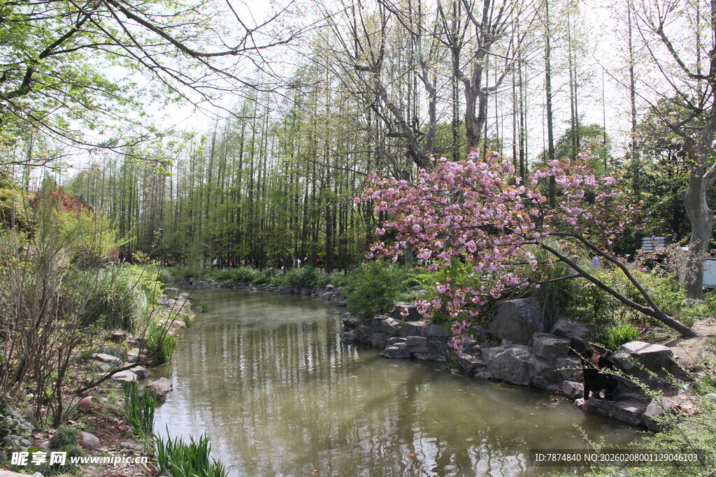 春日河畔烂漫花木景致