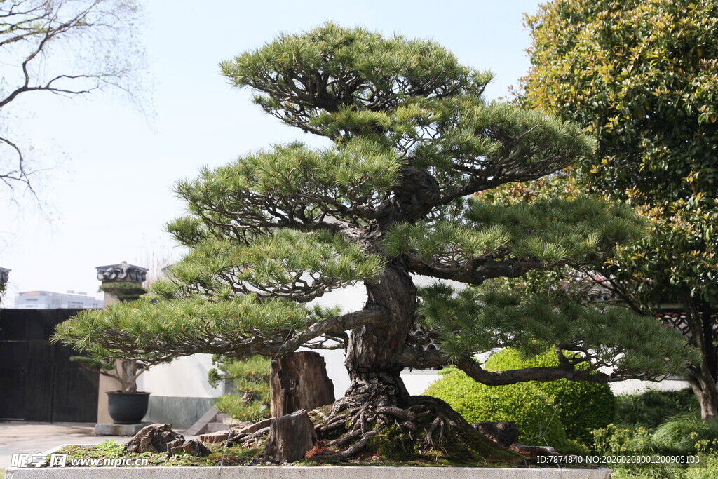 古朴苍劲的庭院盆景