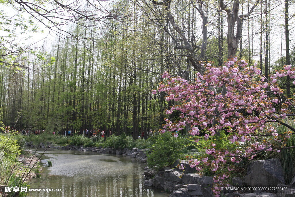 春日河畔繁花绿树景致