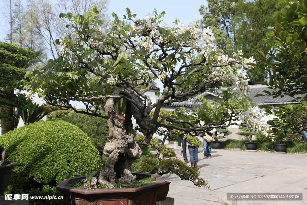 精致盆景树 庭院景致