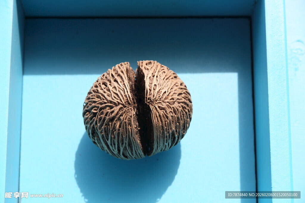 蓝色背景上的独特核桃