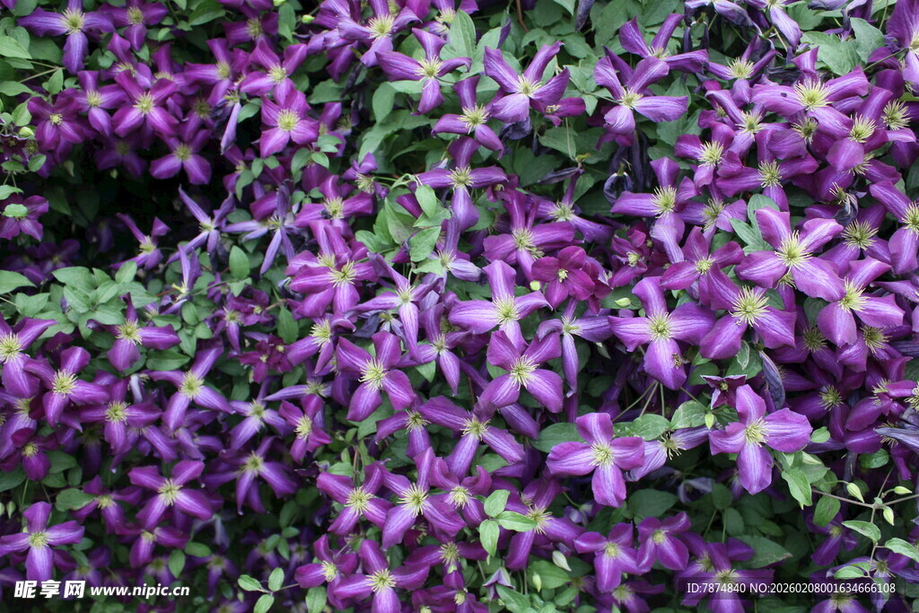 紫色繁星般小花绽放