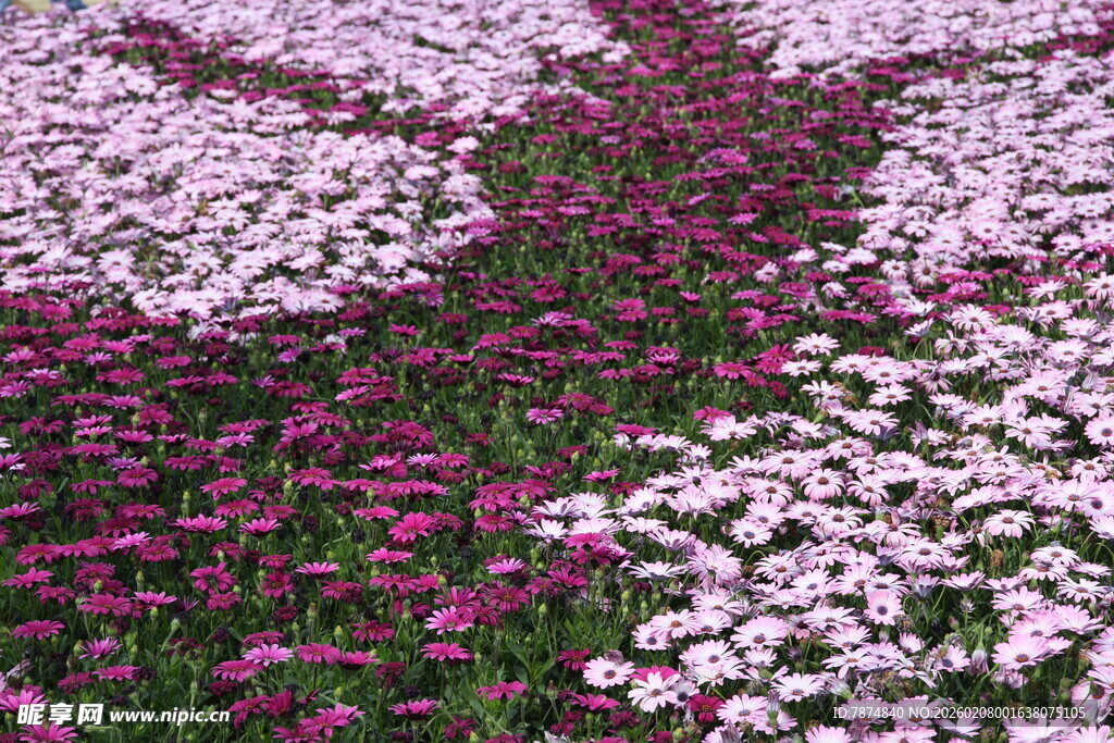 多彩花卉构成美丽图案