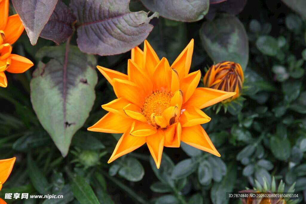 橙色花朵上的蝴蝶