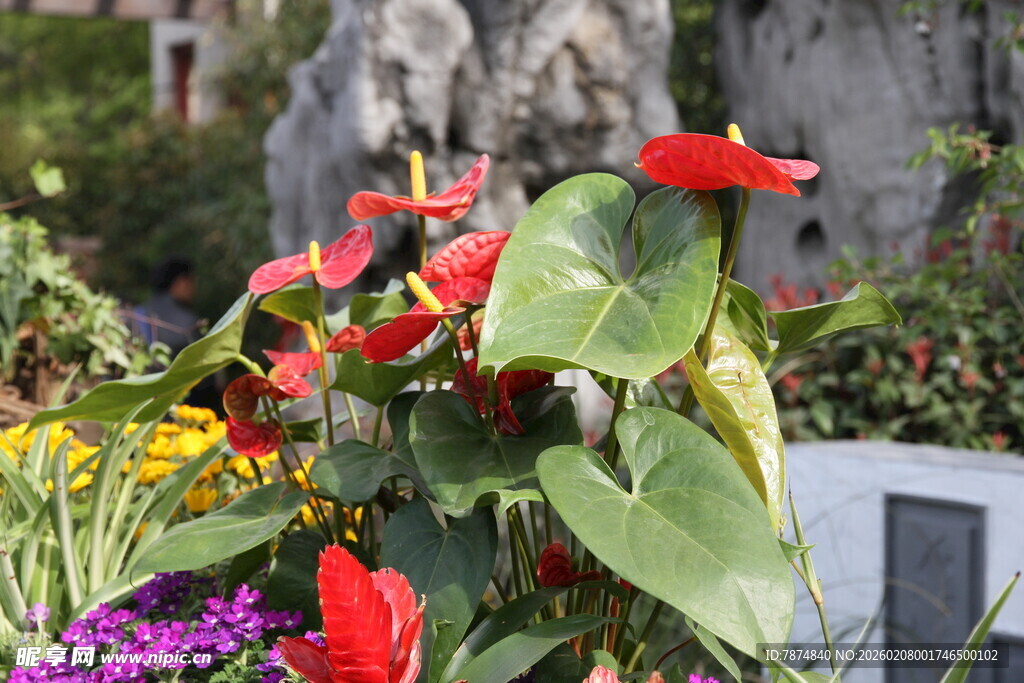 多彩花卉绽放生机