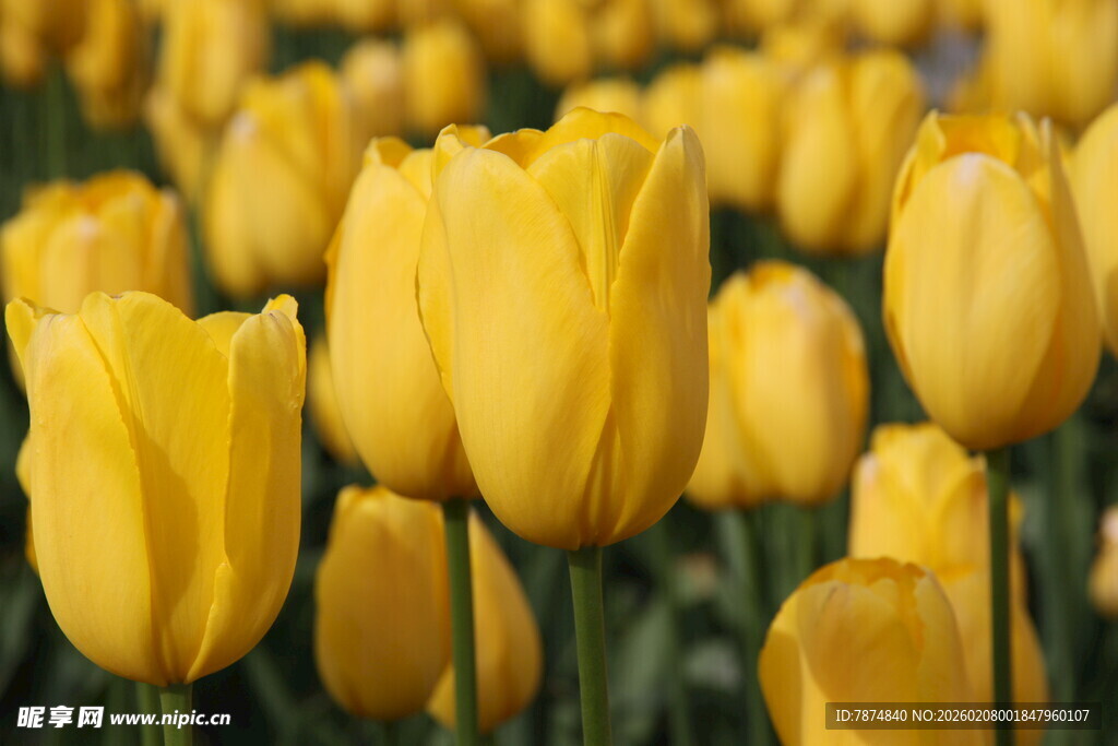 黄色郁金香花海