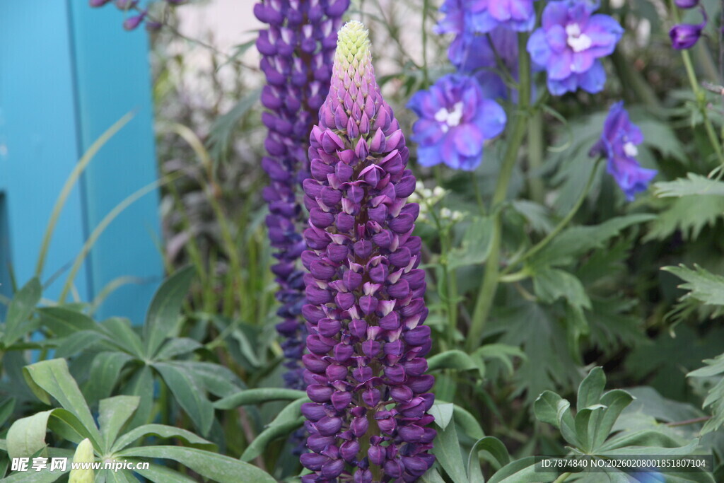 紫色羽扇豆花绽放