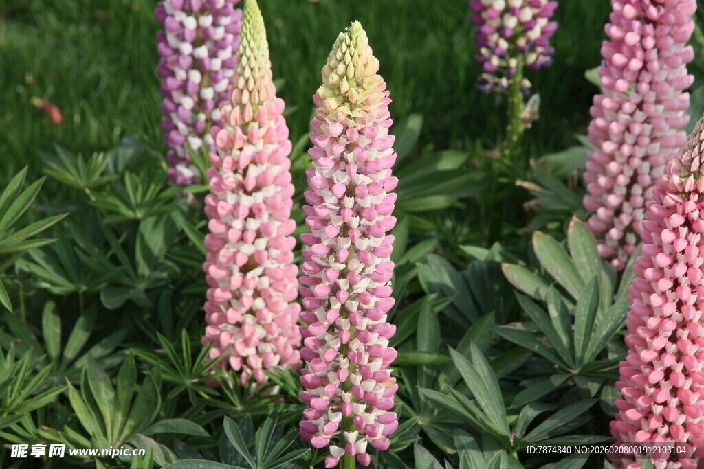 粉色羽扇豆花绽放