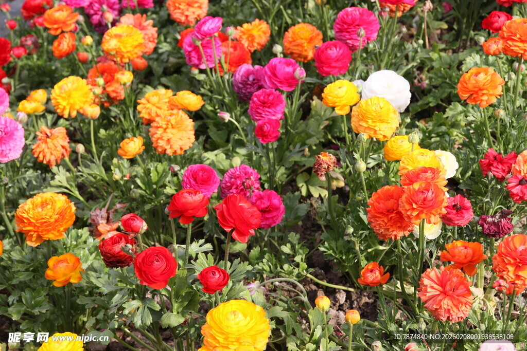 多彩烂漫花田绽放美丽