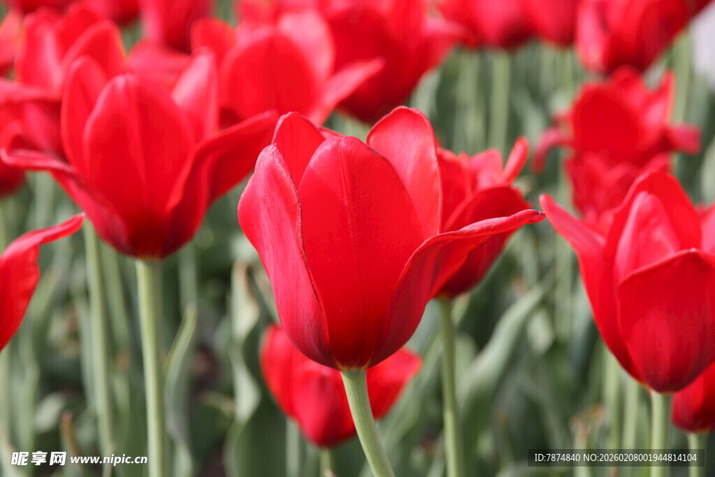鲜艳红郁金香花海