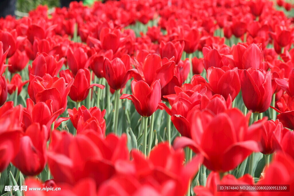 红色郁金香花海