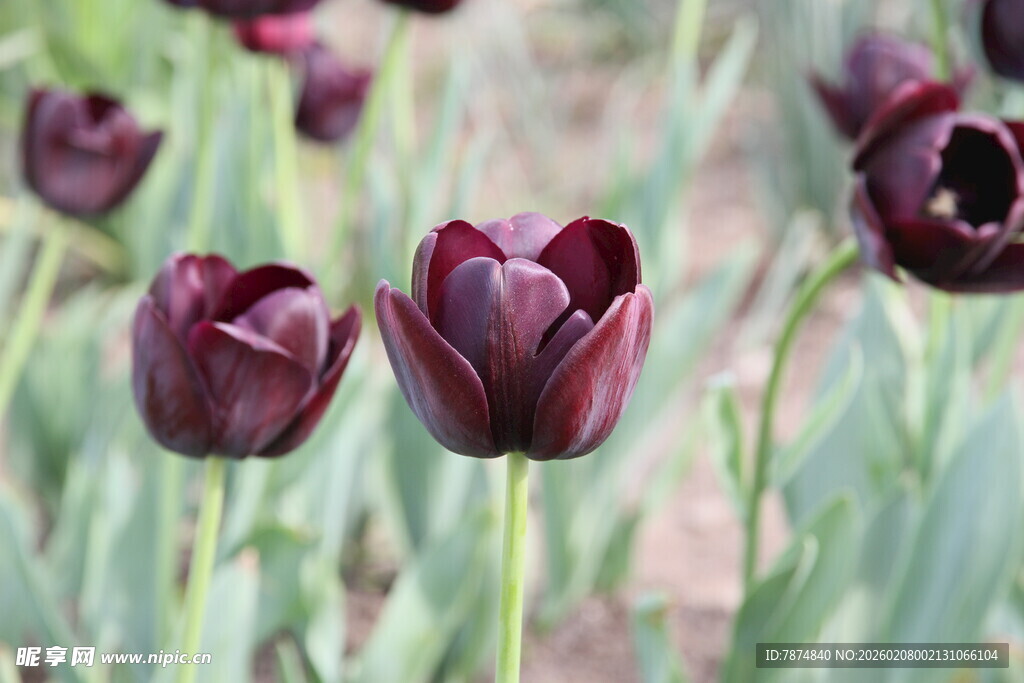 深紫色郁金香绽放