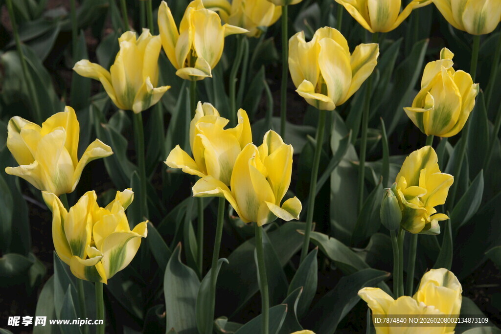 黄色郁金香绽放美景