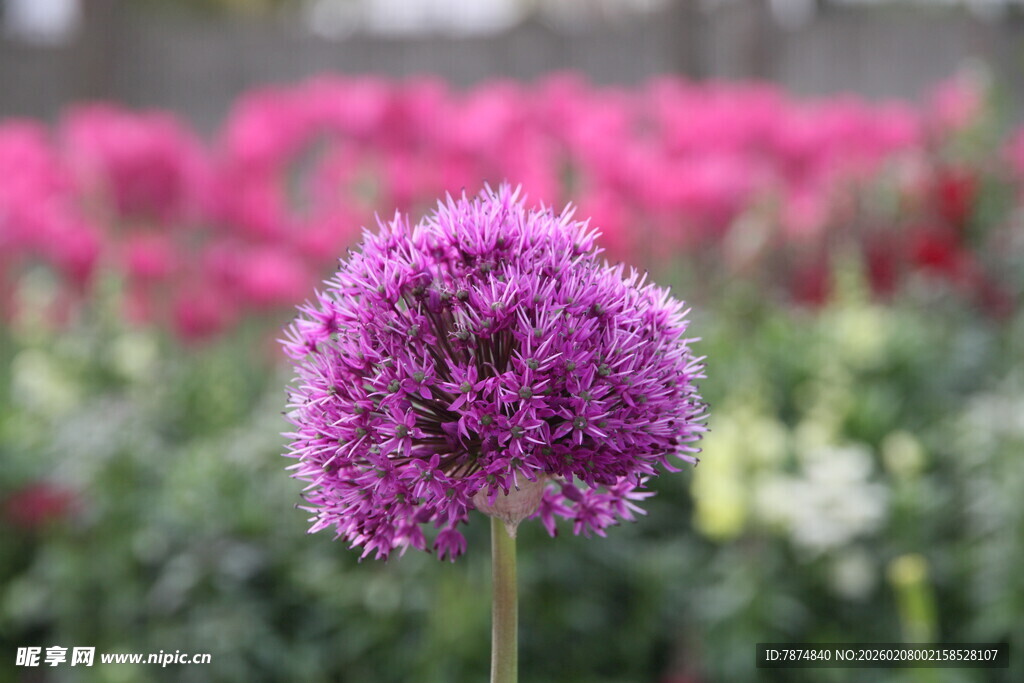 独株紫花绽放于多彩花丛