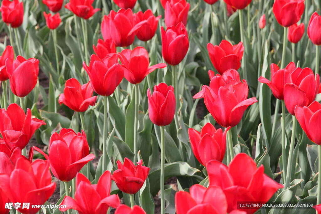 红色郁金香花海