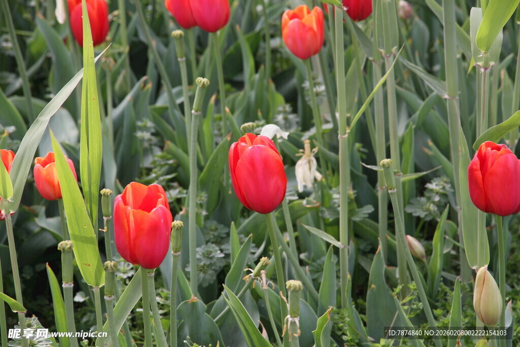 鲜艳红郁金香绽放于草地