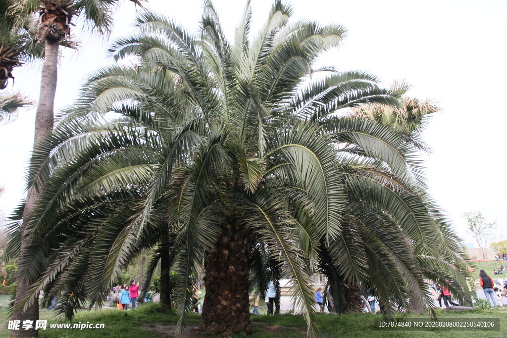 高大棕榈树于户外场景