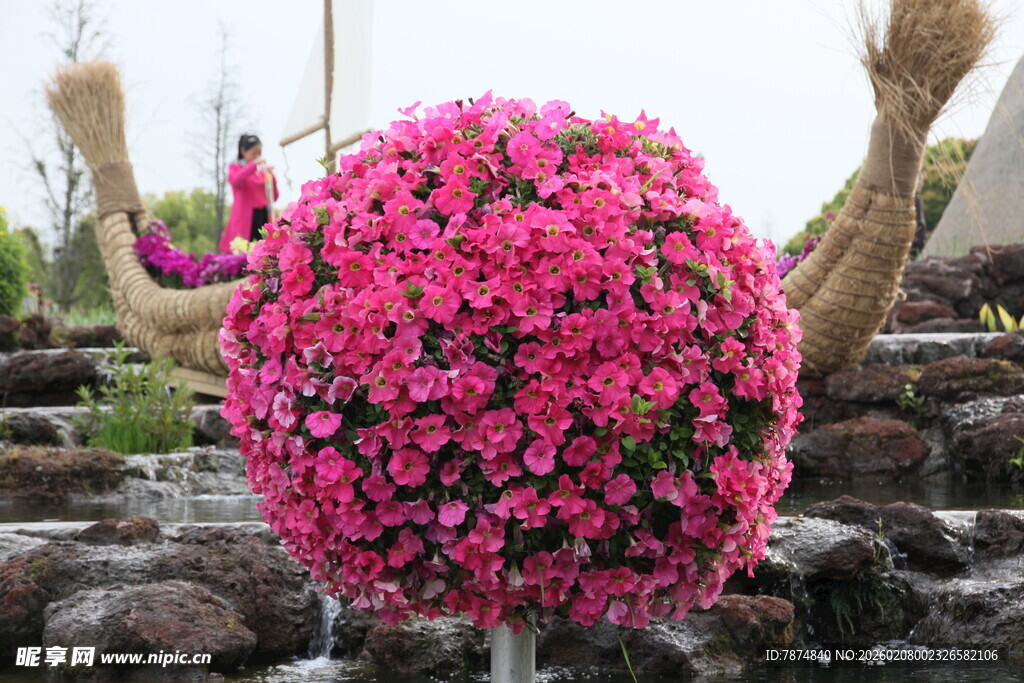 粉色繁花球 装点别致景观