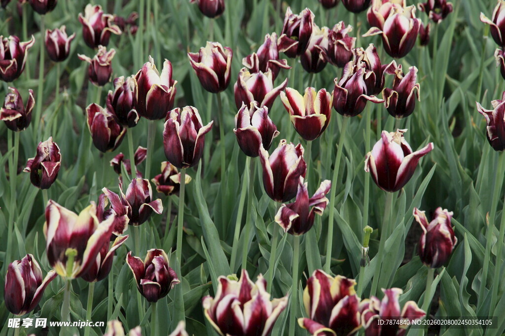 紫白相间郁金香花海
