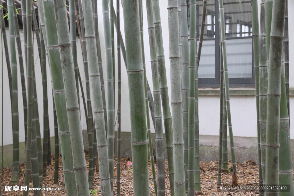 庭院中挺立的青竹