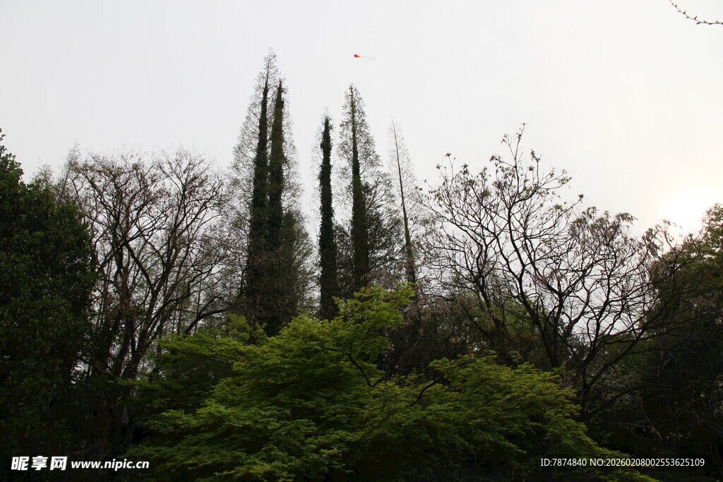 高耸树木立于葱郁林间