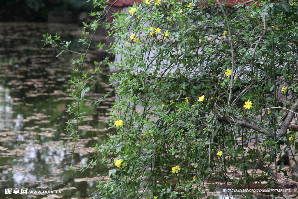 石墙边的繁茂果树