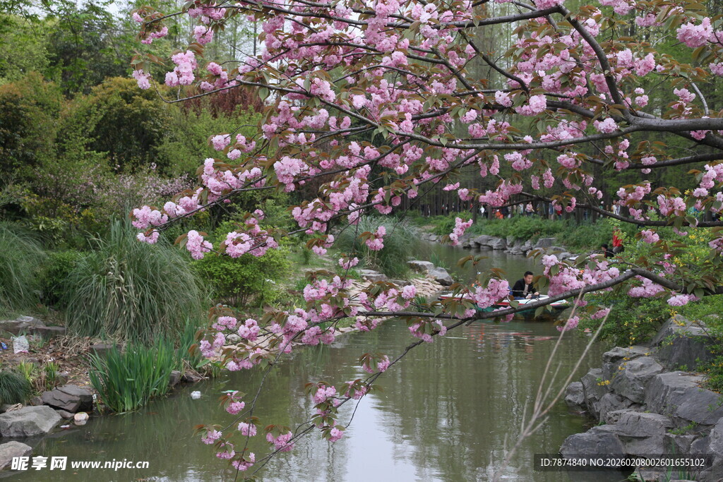 河畔盛开的烂漫粉色花朵