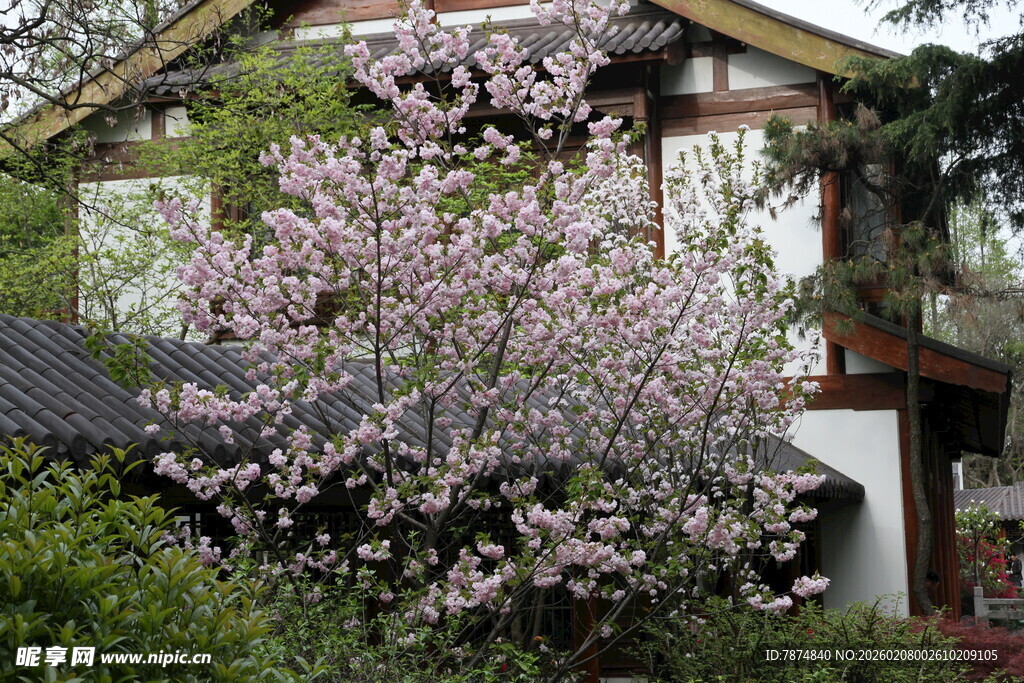 春日繁花簇拥的温馨小屋