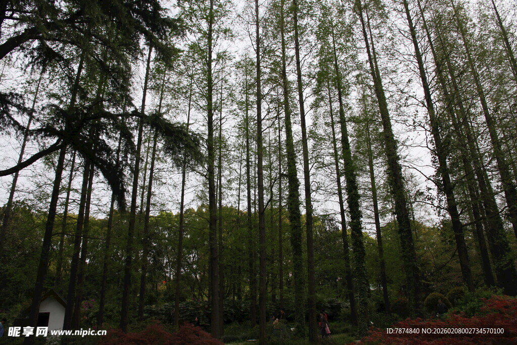 茂密树林中的挺拔树木