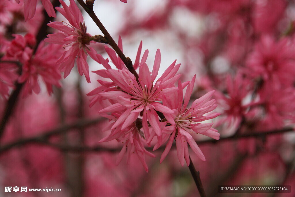 娇艳绽放的粉色花卉