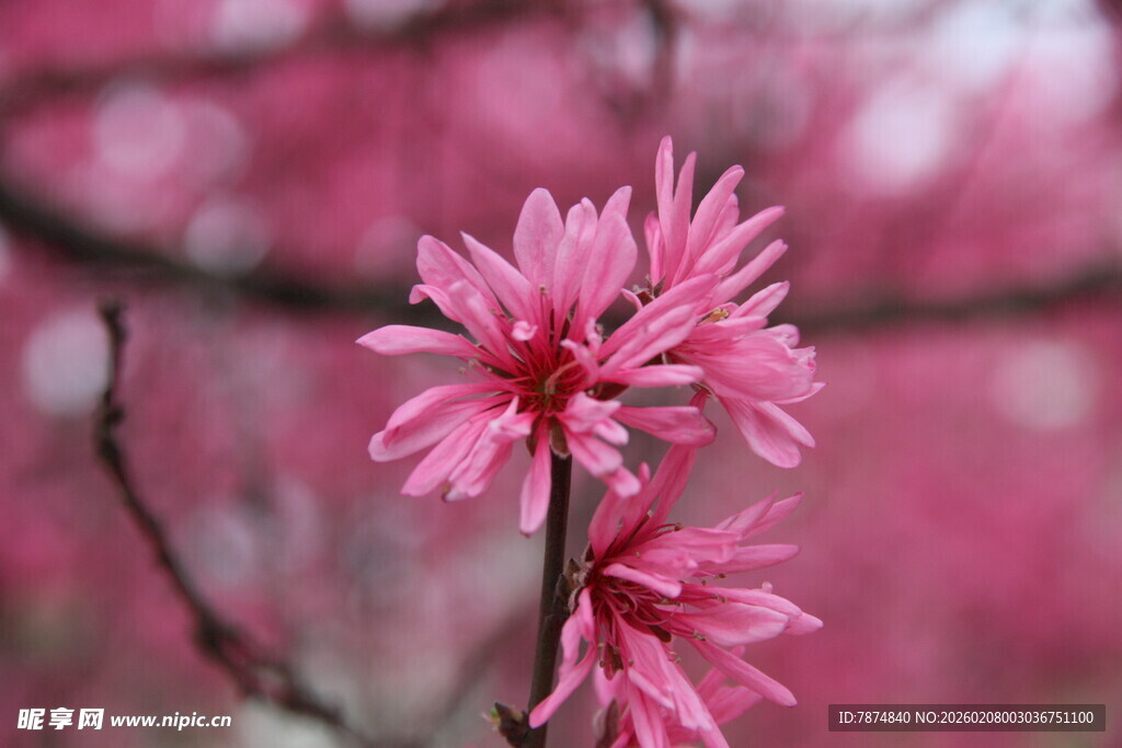 娇艳粉色花朵特写